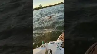 Funny Clips 29