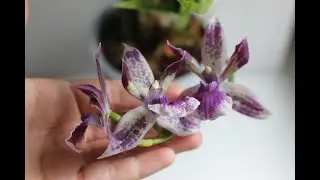 Зигопеталум Голубой Ангел Zygopetalum  Blue Angel