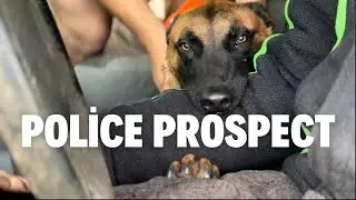 9-Month-Old Police K9 Prospect Roach Tackles First Bite Work in Ambulance!
