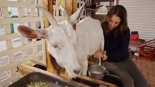 Drying off and breeding my goats (with a glimpse into mum life) - Free Range Homestead Ep 70