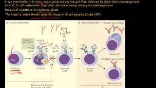 105P- What is X-Linked Agammaglobulinemia, XLA, or Bruton Disease?