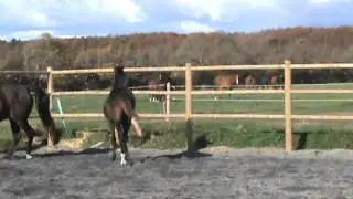 HAPPY BIRTHDAY ROXI