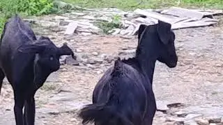 May 30, 2025 twin sisters 🐐 🐐 🐐 🐐 🕰️⌚🕒⏰play time when happy mood