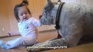 Pit Bull Sharky ATTACKS Baby Girl with KiSSES!!! PitBull DOG vs BABY.HelensPets.com