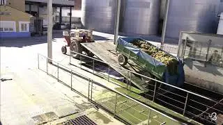 Temporada de vendimia 2019