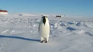 Emperor Alarm