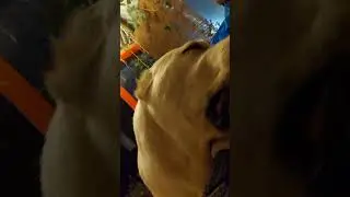 любите своих собак #alabaidogs #centralasianshepherddog #bigdogs