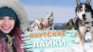 Всё о лайках и езде на собачьих упряжках в Якутске