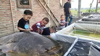 BERMAIN DI PETERNAKAN BENIH LELE DUMBO INDUKANNYA BESAR BANGET GUYS #ikan #lele #mancingmania #fish
