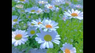 「flowers」The Winters