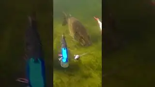 Big girls never rush. #shorts #fishing #new #рыбалка