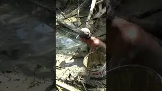 dasar emak-emak lihat ikan gabus melompat saja teriaknya sampai histeris😁