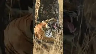 Tiger roar 