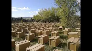 Пчелосемьи или пчелопакеты ?