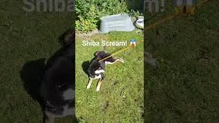 Shiba Scream! sooo unique! 😱🐕🐶