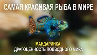МАНДАРИНКА ДРАГОЦЕННОСТЬ ПОДВОДНОГО МИРА, САМАЯ КРАСИВАЯ РЫБА В МИРЕ
