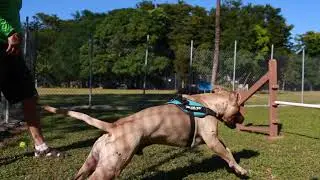 Agility Training at Born Free Pet Shelter - Introducing Lex