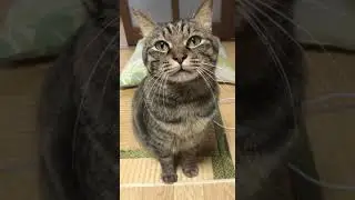 Best Video of Cute and Funnies  CAT || JUST CUTE SMILE ||