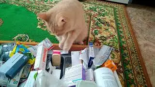 Котик нашалил и ищет успокоительное для хозяйки)