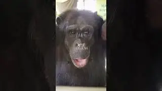 Meet Delilah - Save the Chimps
