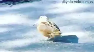 yarım gorani oynayan kuş