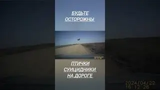Будьте осторожны, птички суицидники на дороге
