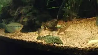 Golden Nugget L177 Wels L018 L085 Baryancistrus xanthellus