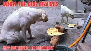 Jealous Pup Alert: Chickens Dare to Eat His Meal!