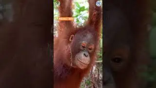 Orangutans Have Made INCREDIBLE Transformations!