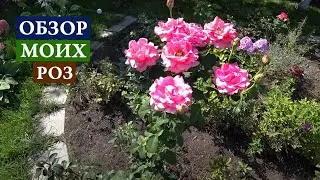 Обзор моих роз