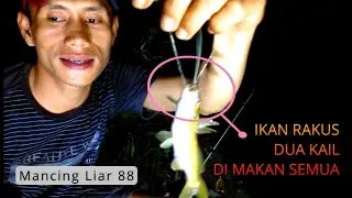 IKAN RAKUS DUA KAIL DI MAKAN SEMUA!!! SPOT SUNGAI AUTO PANEN