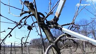 Az almafa szakszerű metszése I. rész - Karcsú orsó fenntartó metszés - Agrofórum metszésiskola