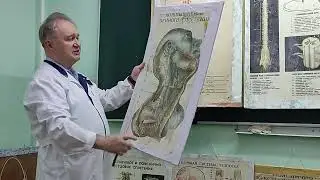 Лекция 