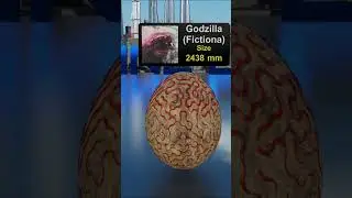 Top 10 Biggest Eggs #egg #comparison #bloop