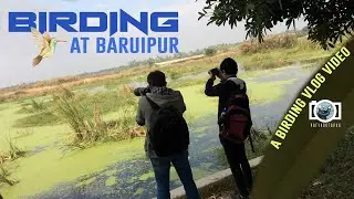 BIRDING AT BARUIPUR, W.B. #birding #birdingcommunity #birdphotography #birders #baruipur