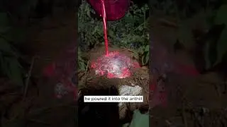 Poor Ants 