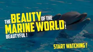 Sea's Sweetest: Earth's Charming Marine Beauty