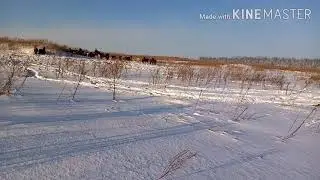ВОЛКИ гоняют ЛОШАДЕЙ! Много снега звери выходят из леса, в поисках еды.