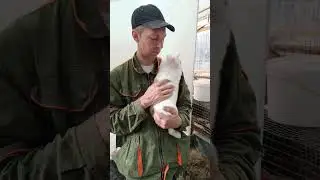 Новозеландский белый крольчонок