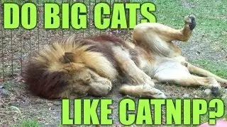 Do BIG Cats Like Catnip? *PART 2 - The 
