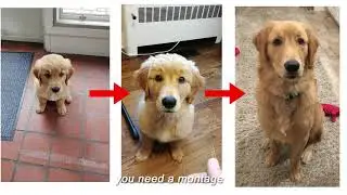 Cooper the Golden Retriever Montage