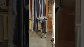 Собака развлекает грустного котика))) #funny #funnypet #animal #pet #cat #cutepet