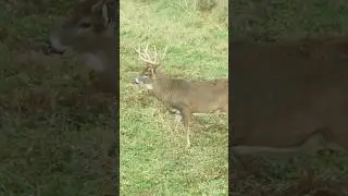 Tick tock! The season is upon us!! #subscribe #deerhunting #deer #bowhunting #hunting #shorts