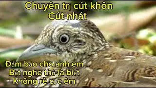 Tiếng chim cút cực chuẩn 2023.