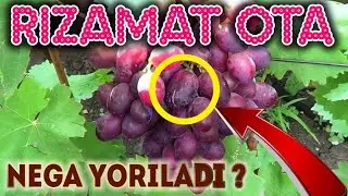 RIZAMAT OTA uzumlaridagi yorilish sabablari.