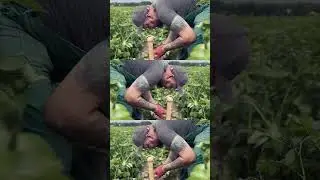 Картофель сорт Коломба #farming #seeds #automobile #agriculture #potato #farm #food #farmer #agro #f
