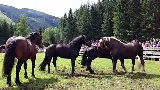 Noriker Stallion Drive, Kirchberg