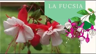 La Fucsia - come avere belle fioriture