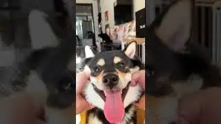 Hello～～ #shibainu #funnydogs #shorts