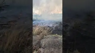 ГОРИТ ЛЕС В ВОРОНЕЖЕ 🔥🔥🔥